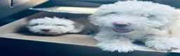 Perro de Agua Español perros en venta: Ultimos bebes de PDAE - Anuncio 3