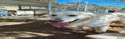 Golden Retriever perros en venta: PROXIMA CAMADA GOLDEN RETRIEVER BLANCO - Anuncio 3