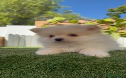 Pomerania perros en venta: POMERANIA MACHO - Imagen 18