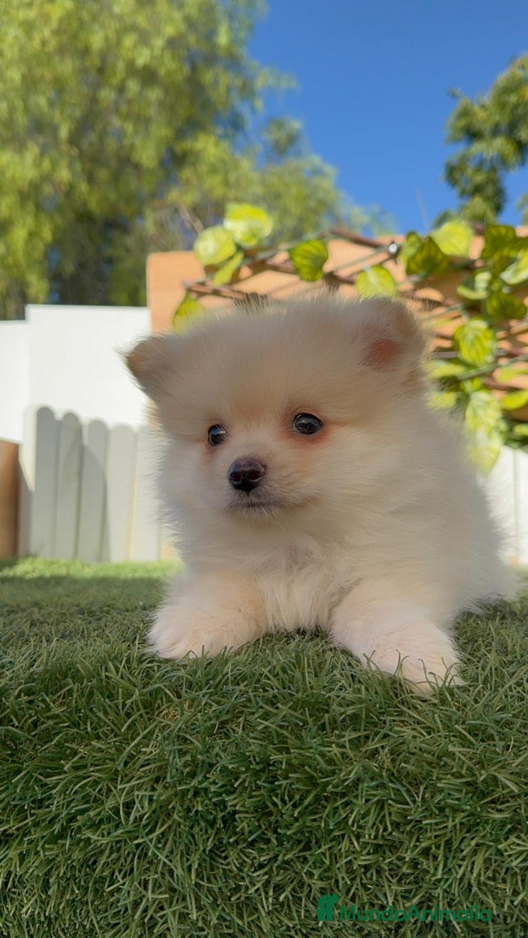 Pomerania perros en venta: POMERANIA MACHO - Imagen 18