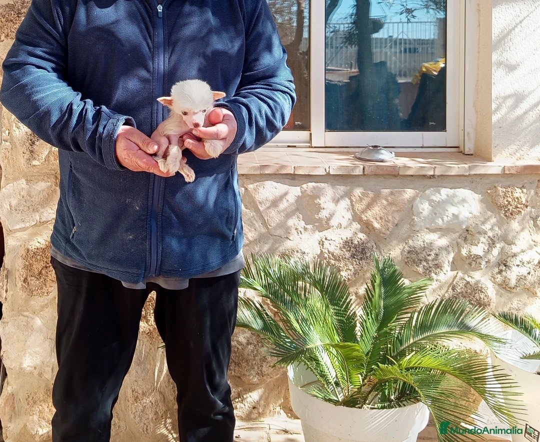 Perro Crestado Chino perros en venta: Crestada china diminuta  - Anuncio 2