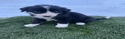 Border Collie perros en venta: Cachorros de Border collie  - Anuncio 3