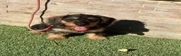 Teckel perros en venta: Teckel pelo duro  - Anuncio 2