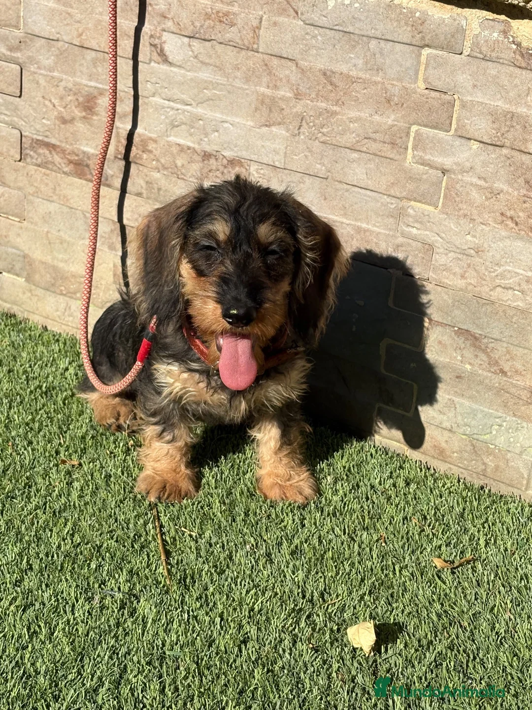 Teckel perros en venta: Teckel pelo duro  - Anuncio 2