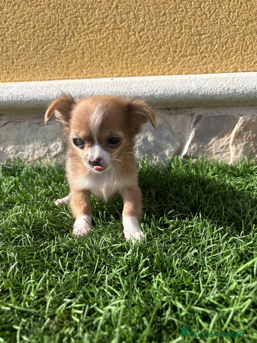 Chihuahua perros en venta: Chihuahua mini Toy pelo largo chocolate - Anuncio 32