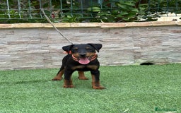 Terrier Alemán de Caza perros en venta: Cachorro macho Jagd terrier  - Imagen 3