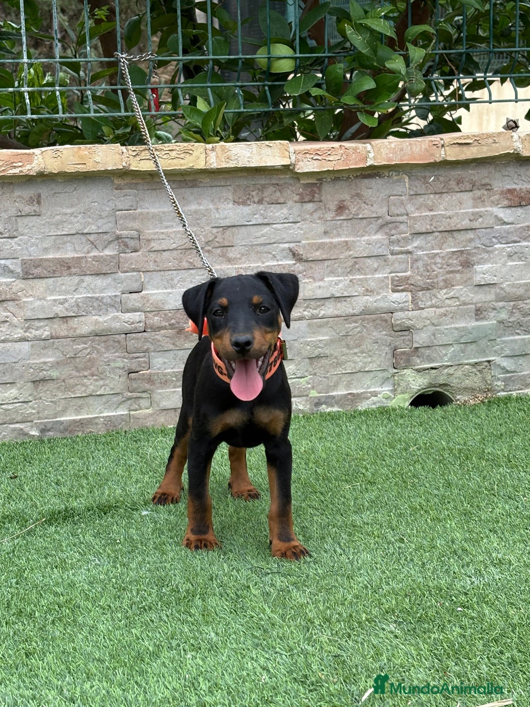 Terrier Alemán de Caza perros en venta: Cachorro macho Jagd terrier  - Imagen 3