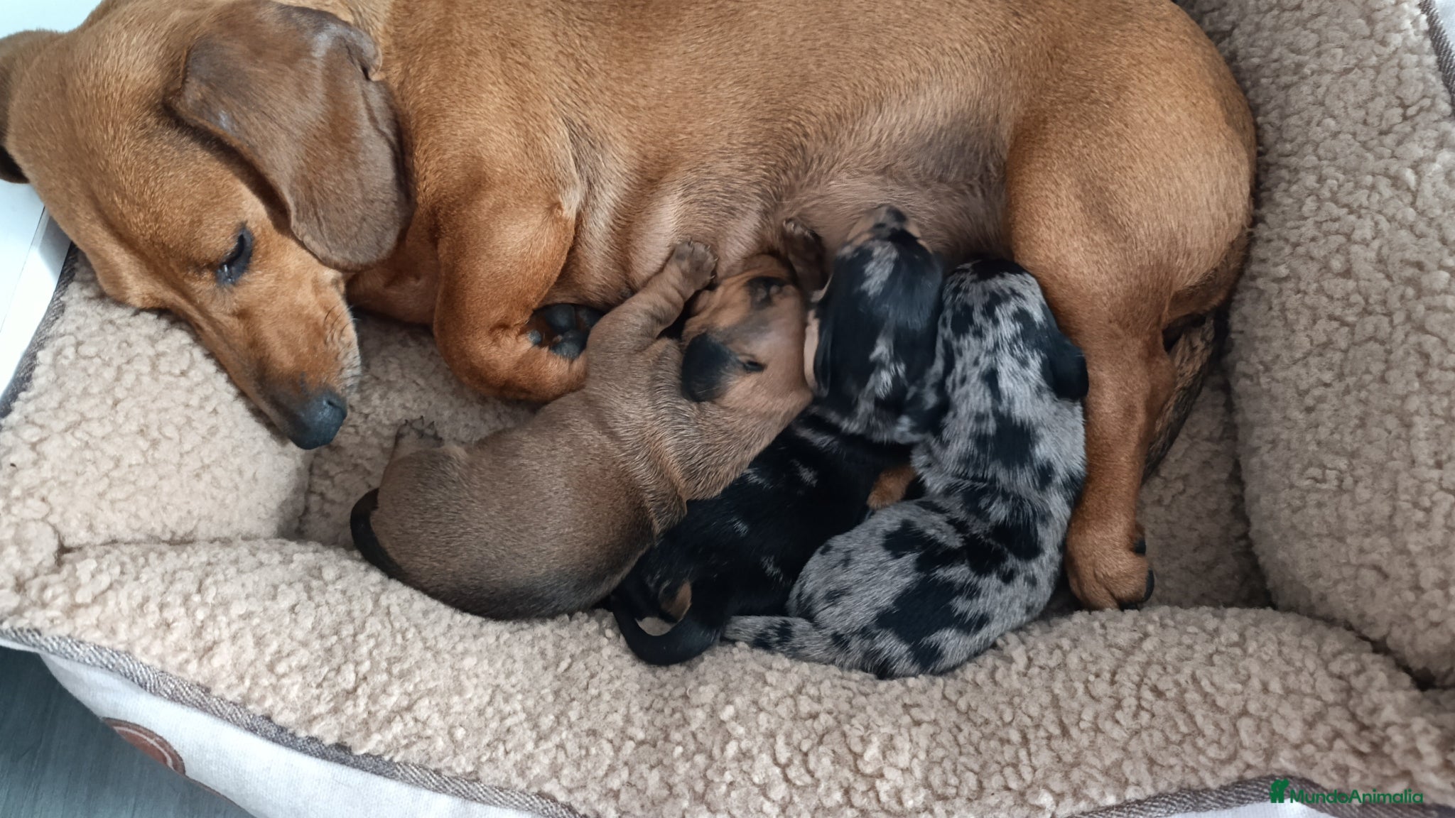 Teckel Miniatura perros Teckels Mini - Anuncio 8