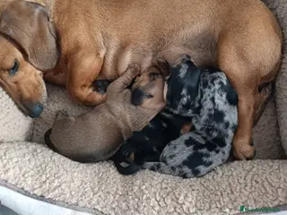 Teckel Miniatura perros Teckels Mini - Anuncio 8