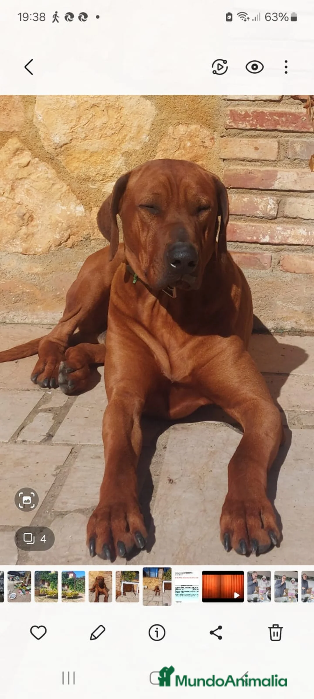 Rhodesian Ridgeback perros en venta: Rodhesian Ridgeback cachorros - Anuncio 11