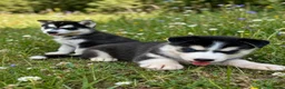 Husky Siberiano perros en venta: Husky siberiano  - Anuncio 2