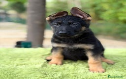 Pastor Alemán perros en venta: Pastor alemán  - Anuncio 1