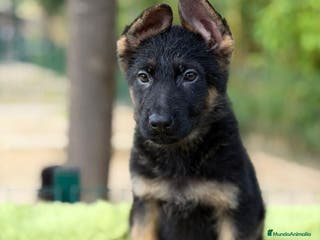 Pastor Alemán perros Pastor alemán - Anuncio 7