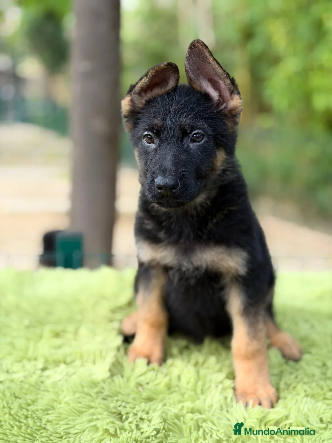 Pastor Alemán perros en venta: Pastor alemán  - Anuncio 1