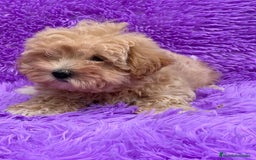 Maltipoo perros en venta: Maltipoo - Imagen 2