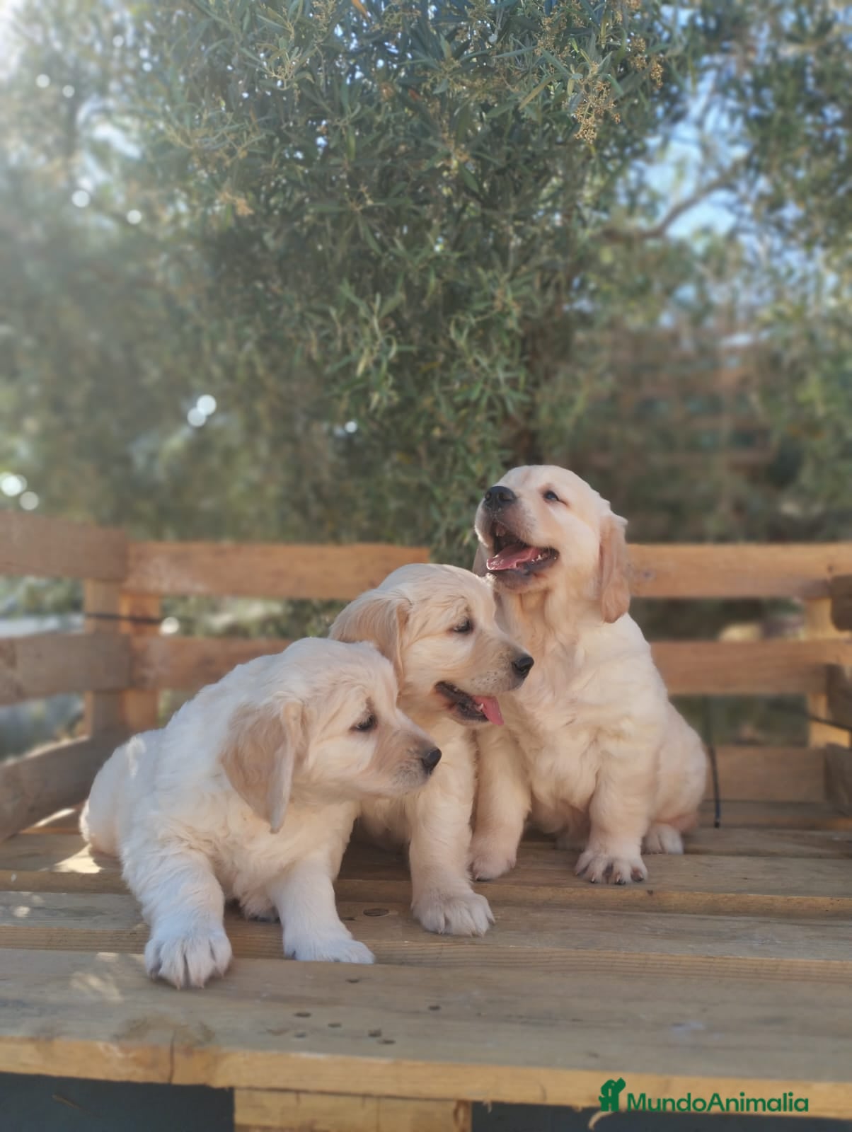 Golden Retriever perros 📢📢ULTIMA PAREJA DE GOLDEN RETRIEVER - Anuncio 1