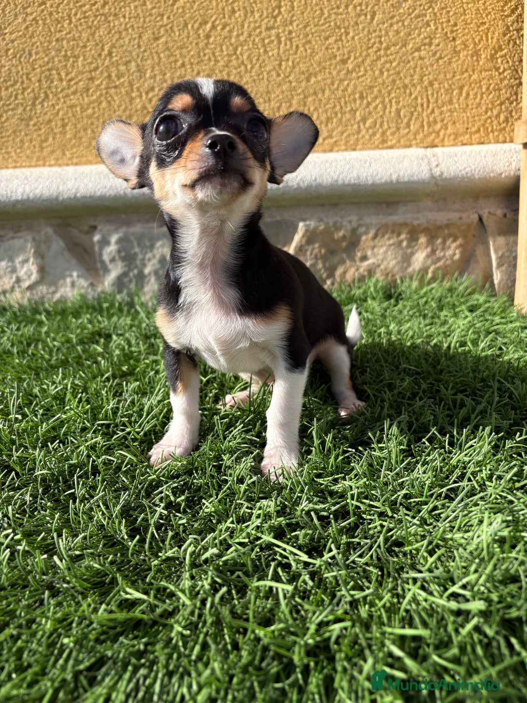 Chihuahua perros en venta: Chihuahua Toy tricolor macho - Anuncio 4