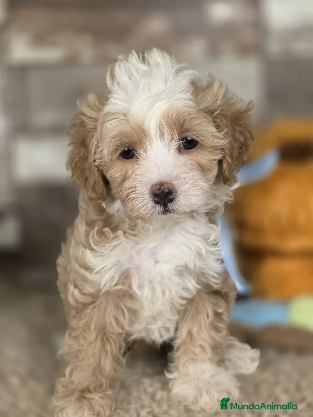 Maltipoo perros en venta: MALTIPOO - Anuncio 2