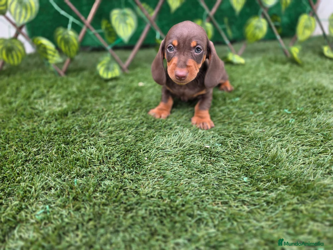 Teckel Miniatura perros en venta: TECKEL KANNINCHEN & MINIATURA CHOCOLATE - Anuncio 2