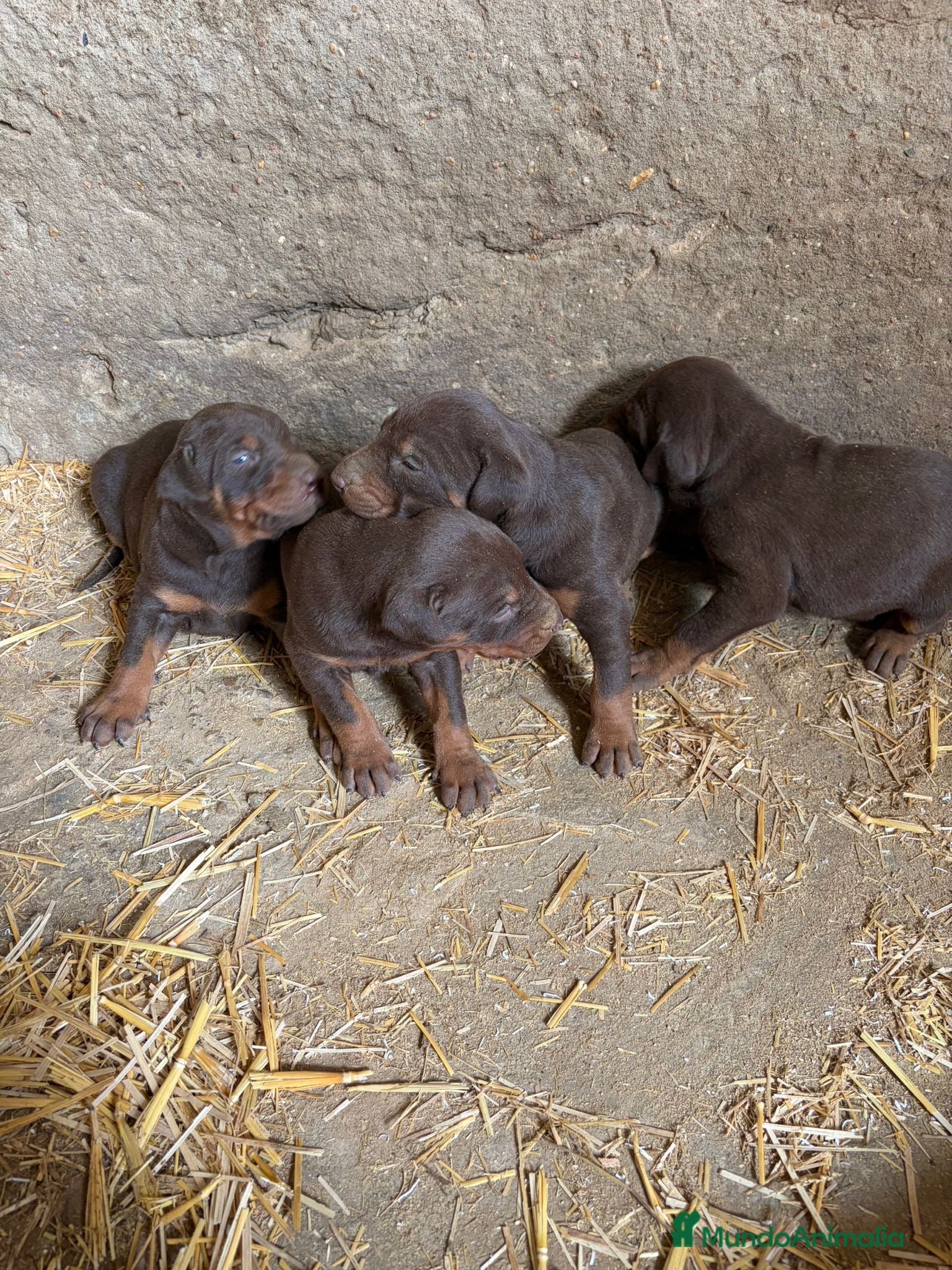 Dobermann perros Disponible camada de Doberman chocolate  en Murcia - Anuncio 1