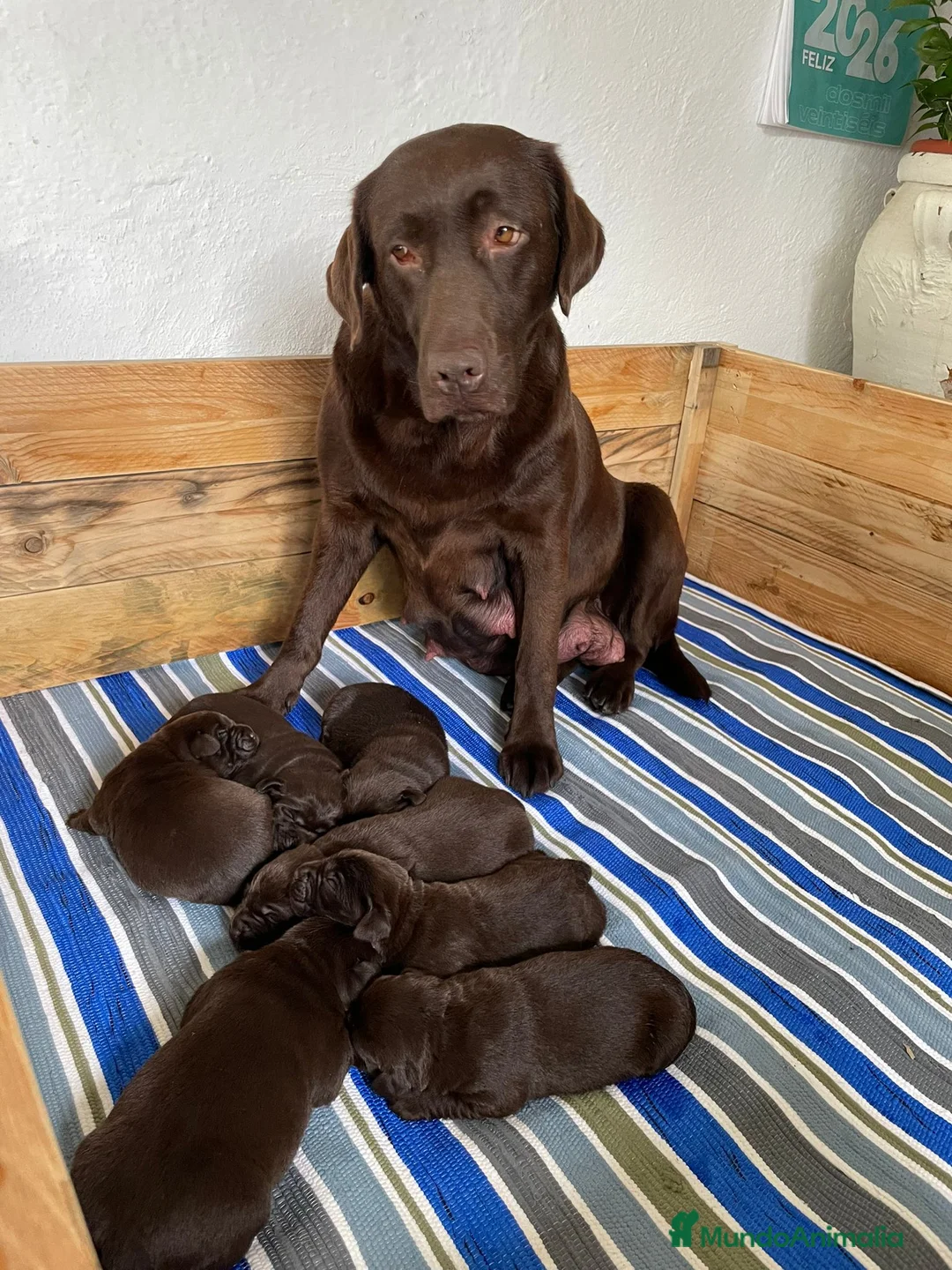 Labrador Retriever perros en venta: Labrador retriever chocolate  - Anuncio 1