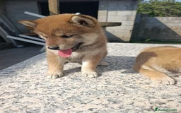 Shiba Inu perros en venta: SHIBA INU EN PONTEVEDRA - Imagen 4