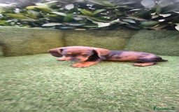 Teckel Miniatura perros en venta: teckel arlequín bronce  - Imagen 1