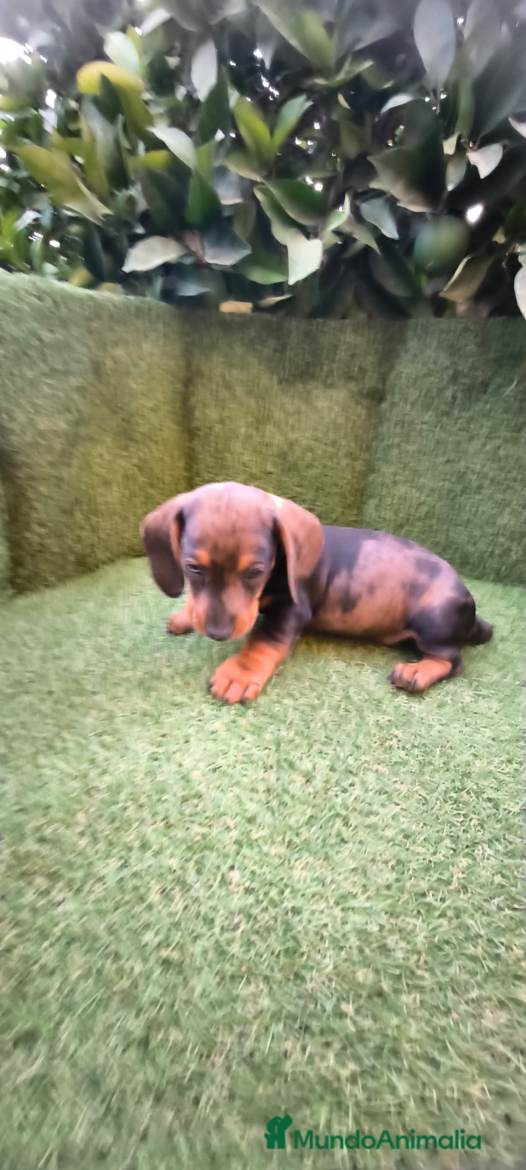 Teckel Miniatura perros en venta: teckel arlequín bronce  - Imagen 1