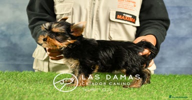 Yorkshire Terrier perros - Anuncio 1