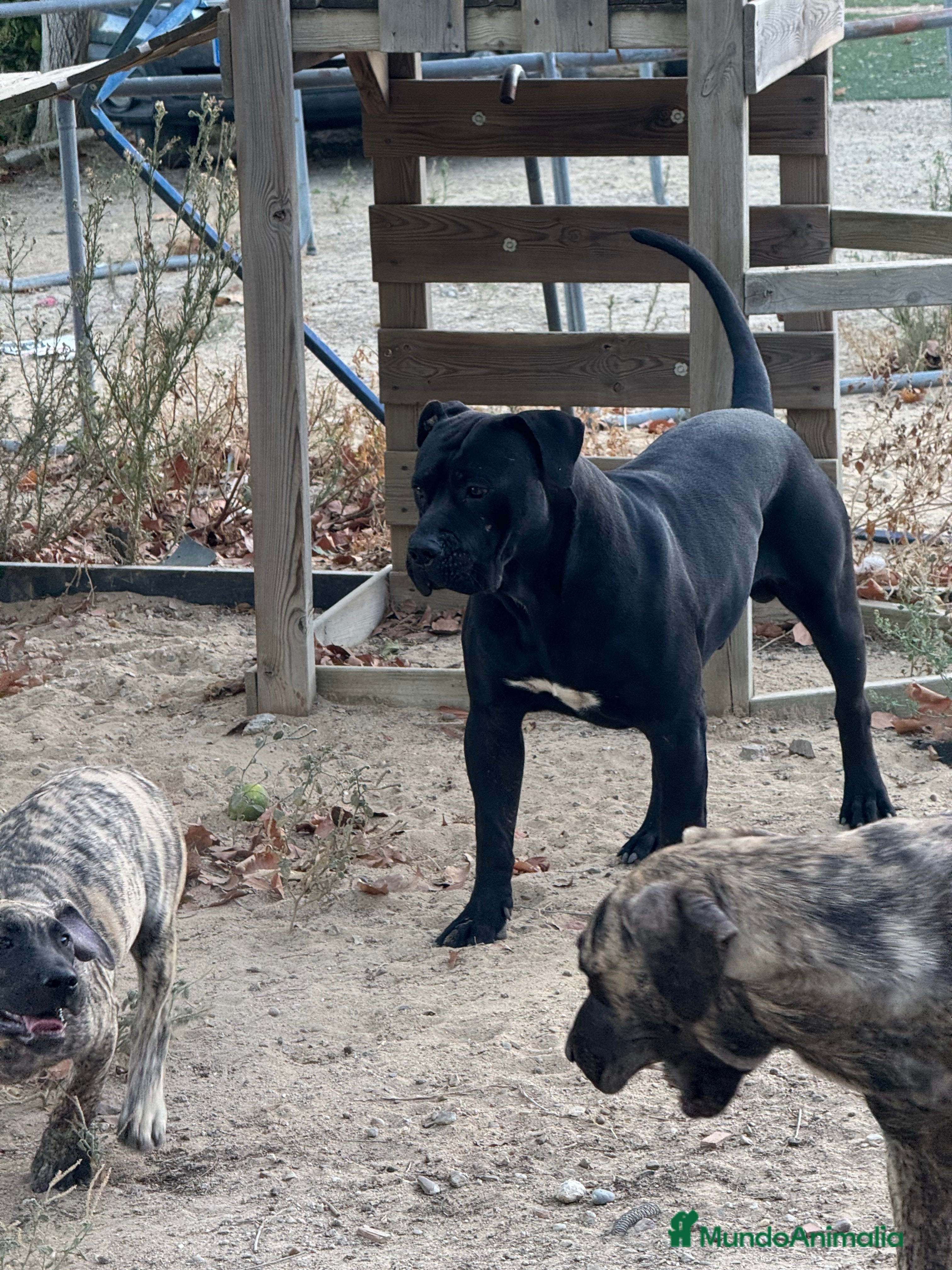 Presa Canario perros Camada de presa dogo canario  - Anuncio 1