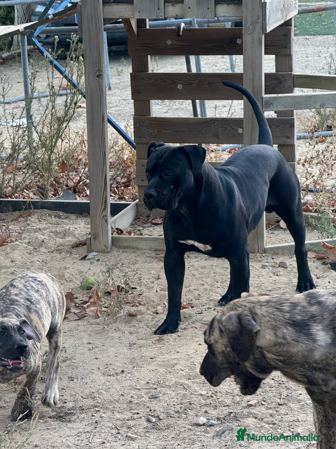Presa Canario perros en venta: Camada de presa dogo canario  - Anuncio 1