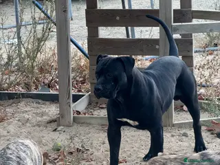 Presa Canario perros Camada de presa dogo canario - Anuncio 1