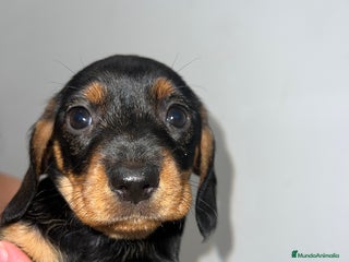 Teckel perros DOS PEQUEÑOS TECKEL HOJA SECA PRECIOSOS - Anuncio 1