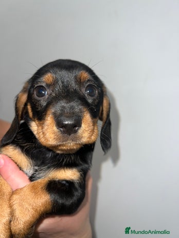 Teckel perros DOS PEQUEÑOS TECKEL HOJA SECA PRECIOSOS - Anuncio 1