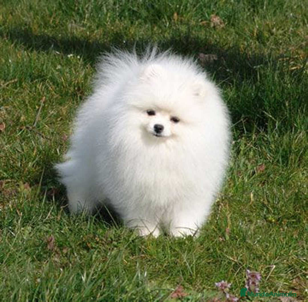 Pomerania perros en venta: Pomerania lulu Toy hembra blanca  - Anuncio 1