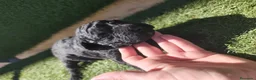 Perro de Agua Español perros en venta: Cachorros perros de agua en Zaragoza - Anuncio 3