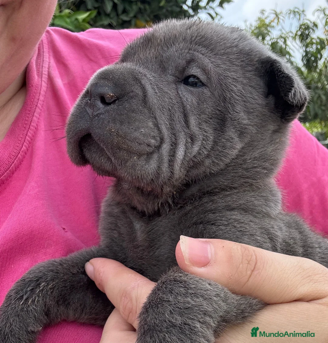 Shar Pei perros en venta: CACHORROS SHAR PEI CALIDAD en Málaga - Anuncio 5