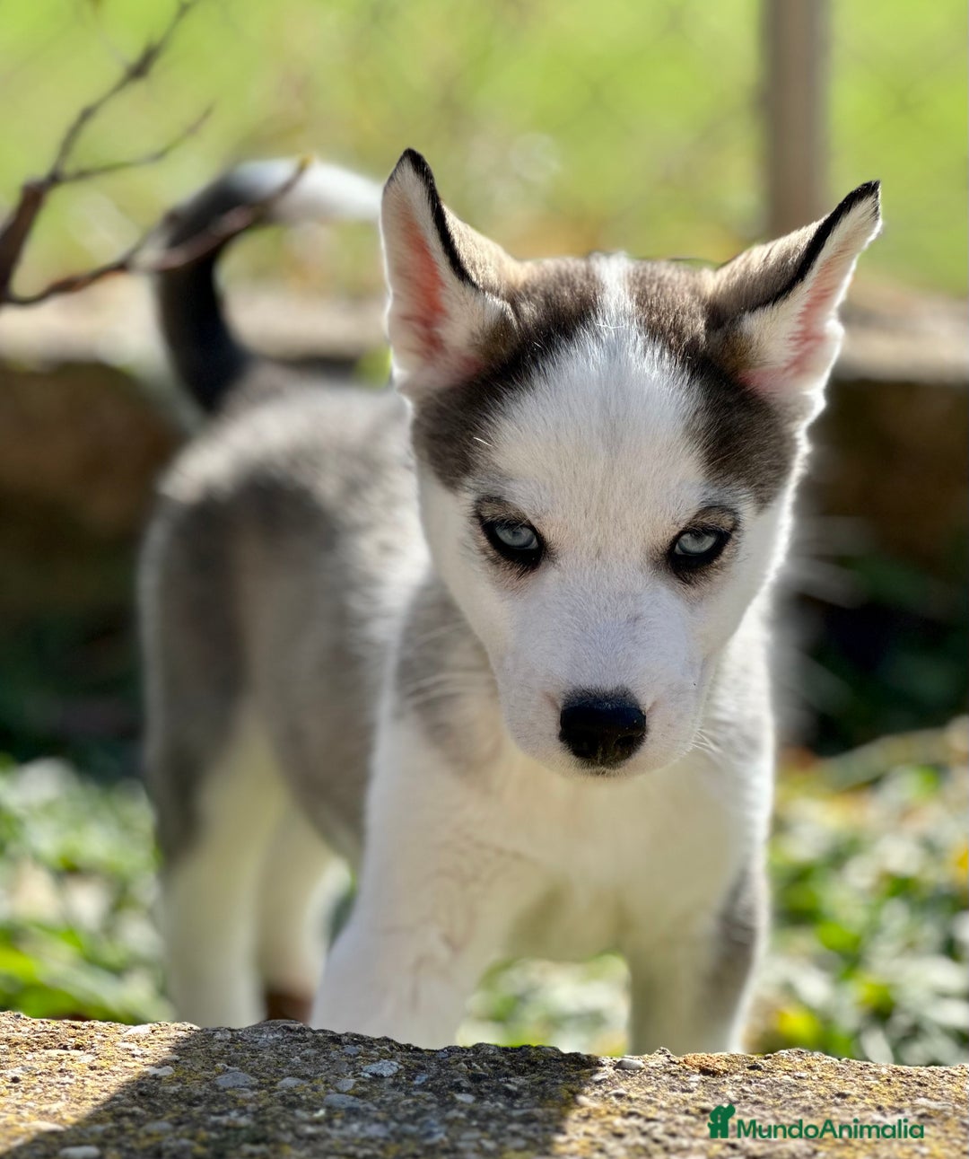 Husky Siberiano perros en venta: HUSKY SIBERIANO DISPONIBLES en Barcelona - Imagen 1