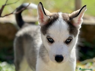 Husky Siberiano perros en Barcelona - Anuncio 19