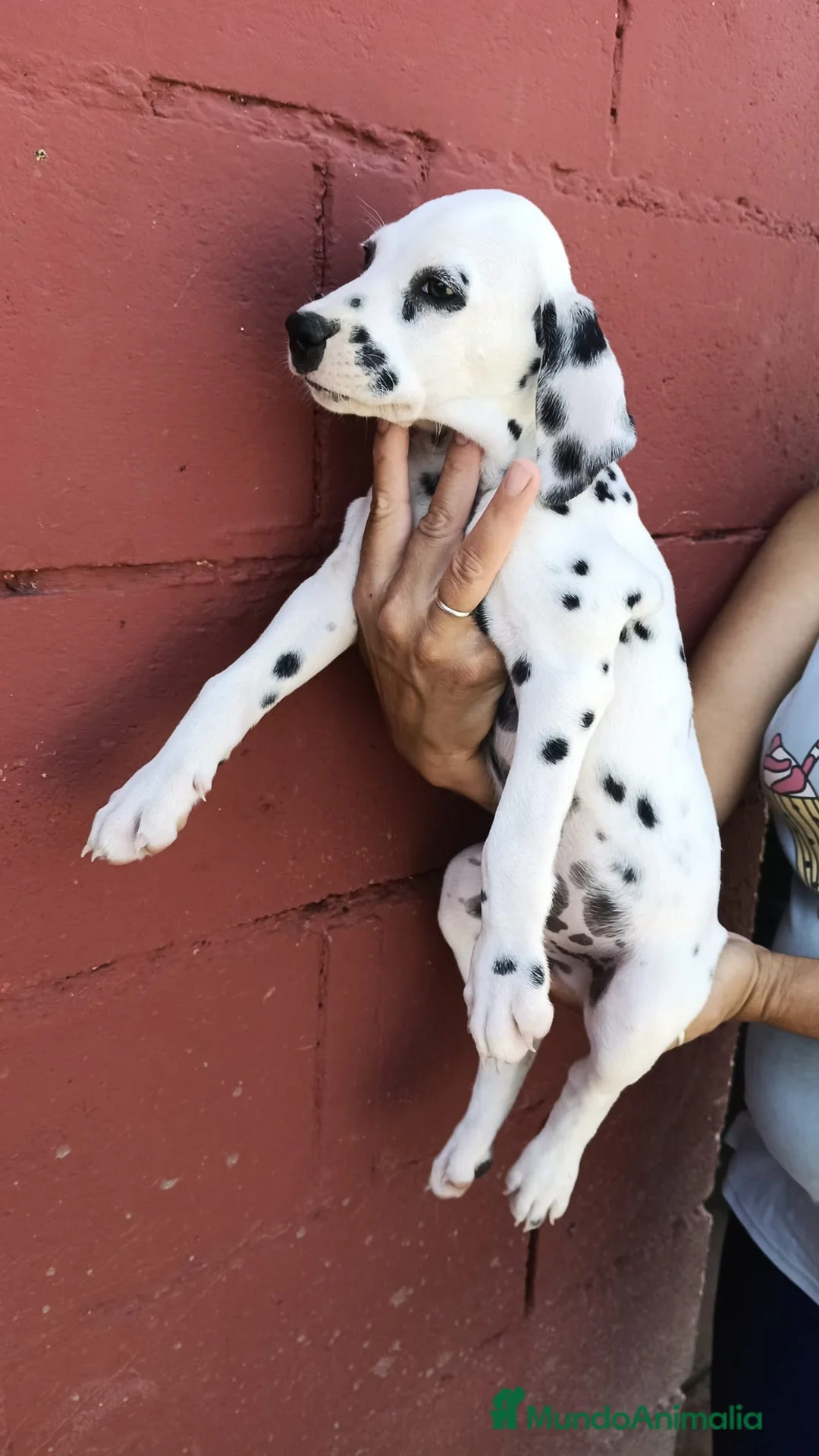 Dálmata perros en venta: Cachorros Dalmata🐶🐾 - Anuncio 1