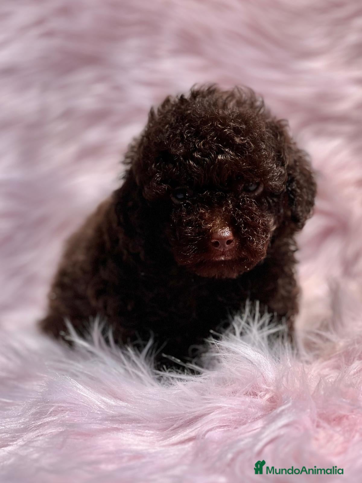 Caniche Toy perros Caniche chocolate en Barcelona - Anuncio 5