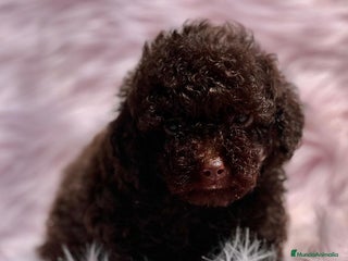 Caniche Toy perros en Barcelona - Anuncio 9