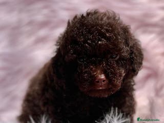 Caniche Toy perros Caniche chocolate en Barcelona - Anuncio 11