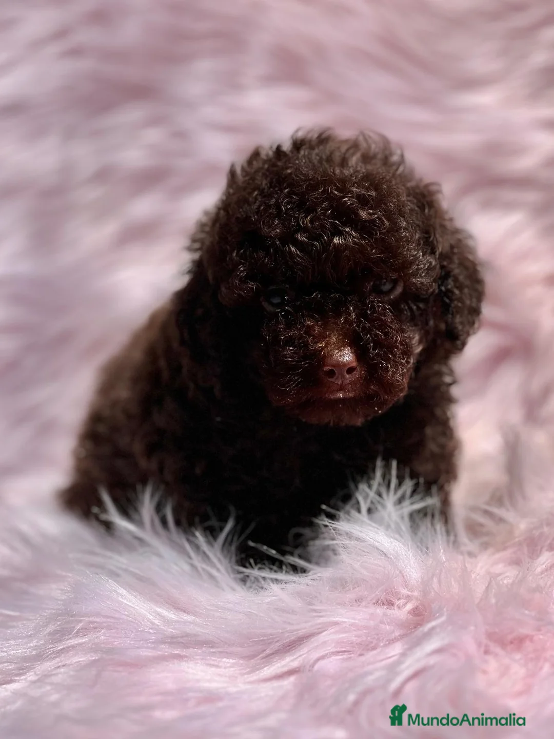 Caniche Toy perros en venta: Caniche chocolate en Barcelona - Anuncio 1