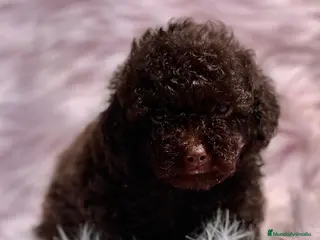 Caniche Toy perros Caniche chocolate en Barcelona - Anuncio 2