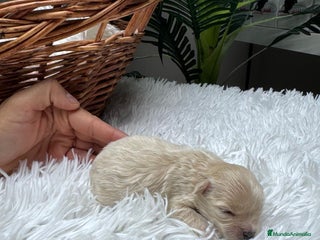 Maltipoo perros MALTIPOO HEMBRA - Anuncio 3