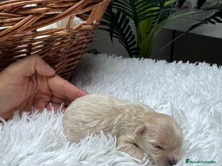 Maltipoo perros MALTIPOO HEMBRA - Anuncio 3