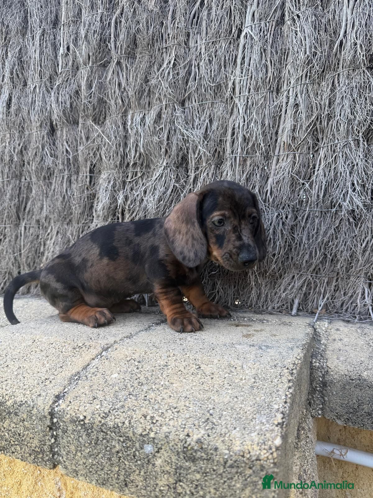 Teckel perros TECKEL ARLEQUIN - Anuncio 7