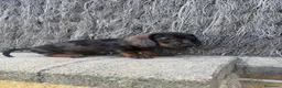 Teckel perros en venta: TECKEL ARLEQUIN - Anuncio 1