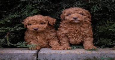 Caniche Toy perros - Propaganda 3